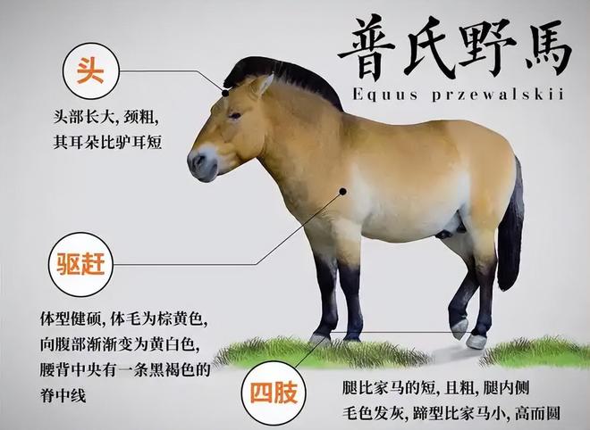 因盗猎而灭绝1985年我国引进5匹“还乡”如今怎样了？(图10)