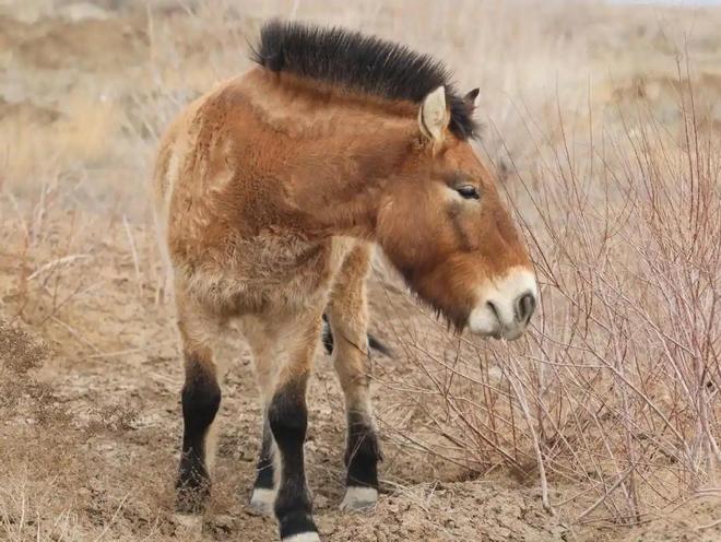 因盗猎而灭绝1985年我国引进5匹“还乡”如今怎样了？(图5)
