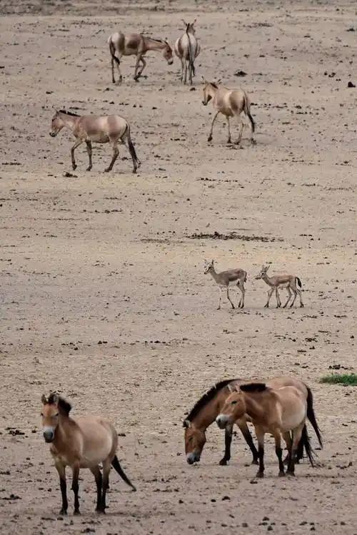 因盗猎而灭绝1985年我国引进5匹“还乡”如今怎样了？(图3)