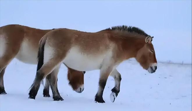 因盗猎而灭绝1985年我国引进5匹“还乡”如今怎样了？(图9)