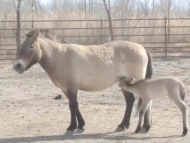 因盗猎而灭绝1985年我国引进5匹“还乡”如今怎样了？(图8)