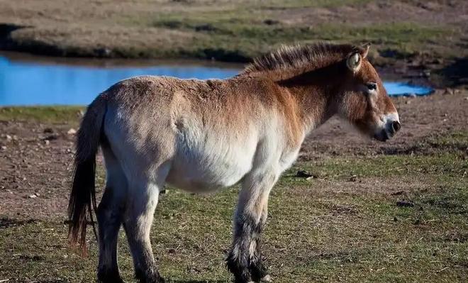 因盗猎而灭绝1985年我国引进5匹“还乡”如今怎样了？(图13)