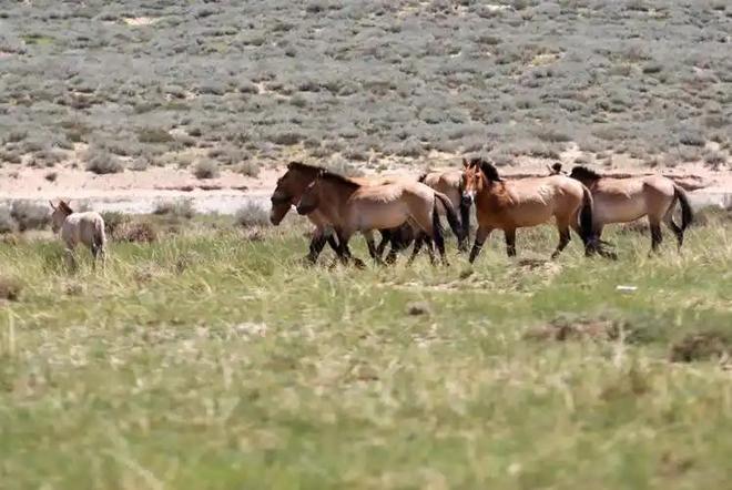 因盗猎而灭绝1985年我国引进5匹“还乡”如今怎样了？(图6)