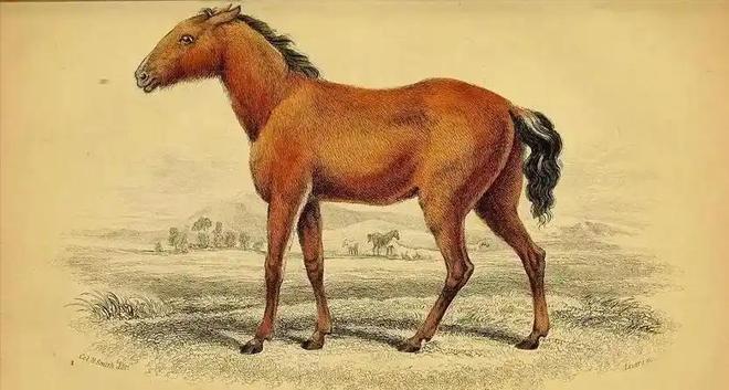 因盗猎而灭绝1985年我国引进5匹“还乡”如今怎样了？(图1)