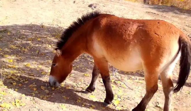 因盗猎而灭绝1985年我国引进5匹“还乡”如今怎样了？(图12)