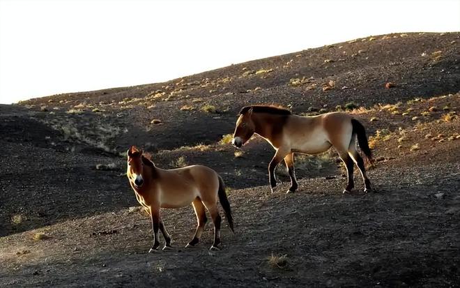 因盗猎而灭绝1985年我国引进5匹“还乡”如今怎样了？(图4)