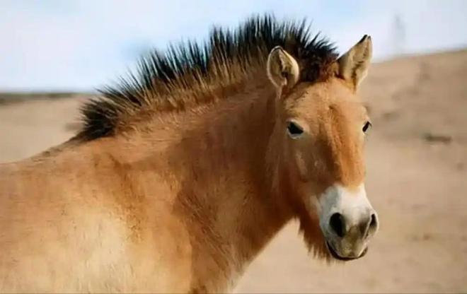 因盗猎而灭绝1985年我国引进5匹“还乡”如今怎样了？(图7)