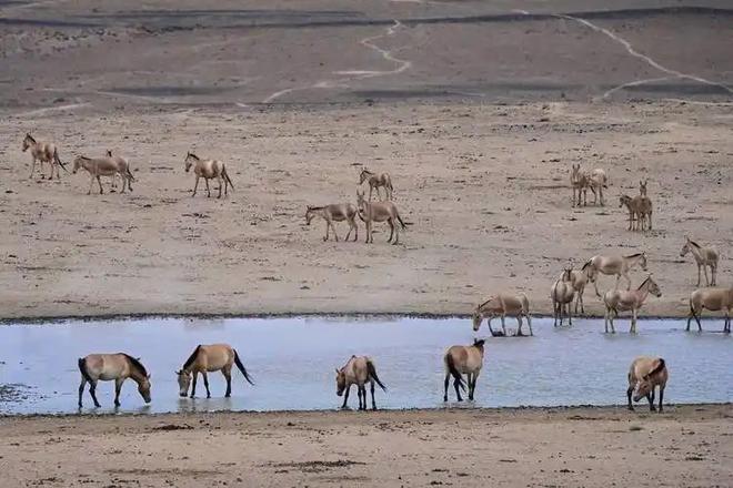 因盗猎而灭绝1985年我国引进5匹“还乡”如今怎样了？(图16)