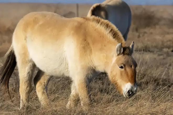 因盗猎而灭绝1985年我国引进5匹“还乡”如今怎样了？(图17)