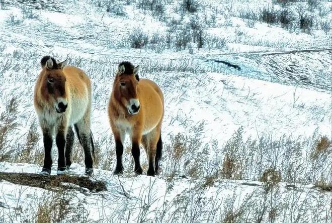 因盗猎而灭绝1985年我国引进5匹“还乡”如今怎样了？(图14)