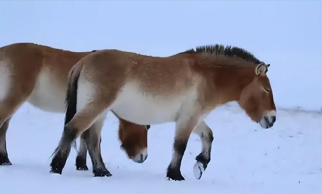 因盗猎而灭绝1985年我国引进5匹“还乡”如今怎样了？(图15)