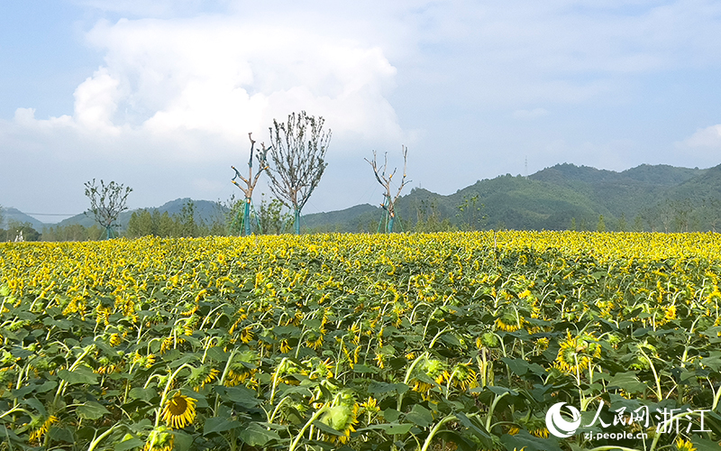 杭州临安：“物种宝库”焕新生 书写生态共富答卷(图2)