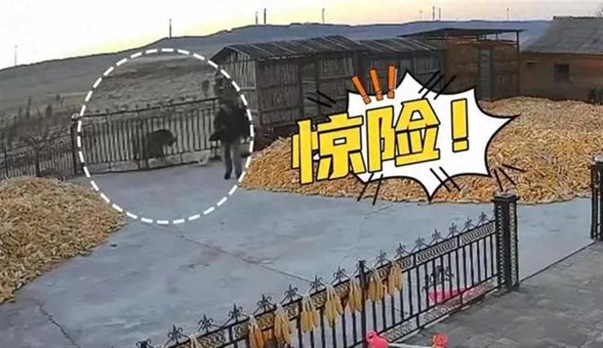 老虎频频进村原因：年轻虎无处安身俄罗斯虎群过剩向我国回迁(图1)