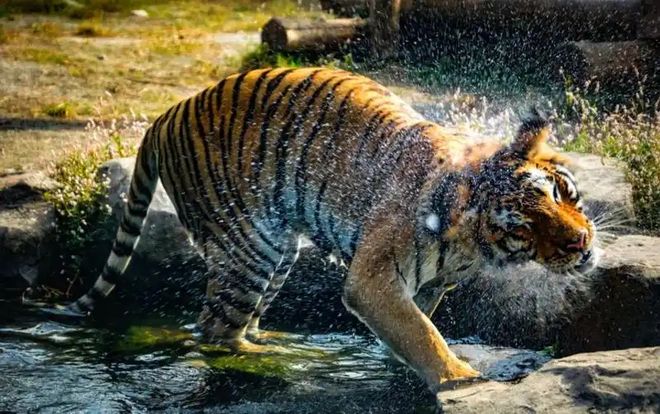 老虎频频进村原因：年轻虎无处安身俄罗斯虎群过剩向我国回迁(图3)