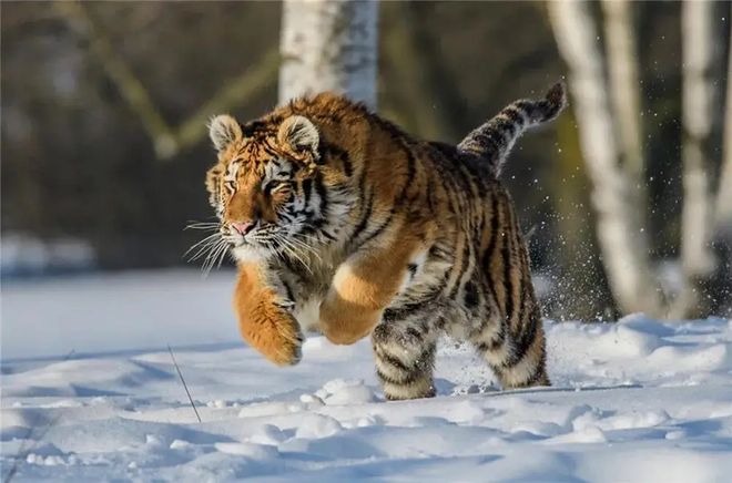 老虎频频进村原因：年轻虎无处安身俄罗斯虎群过剩向我国回迁(图4)