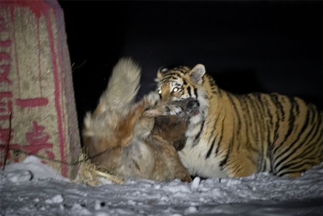 老虎频频进村原因：年轻虎无处安身俄罗斯虎群过剩向我国回迁(图10)