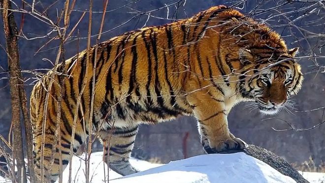 老虎频频进村原因：年轻虎无处安身俄罗斯虎群过剩向我国回迁(图6)