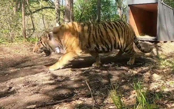 老虎频频进村原因：年轻虎无处安身俄罗斯虎群过剩向我国回迁(图9)