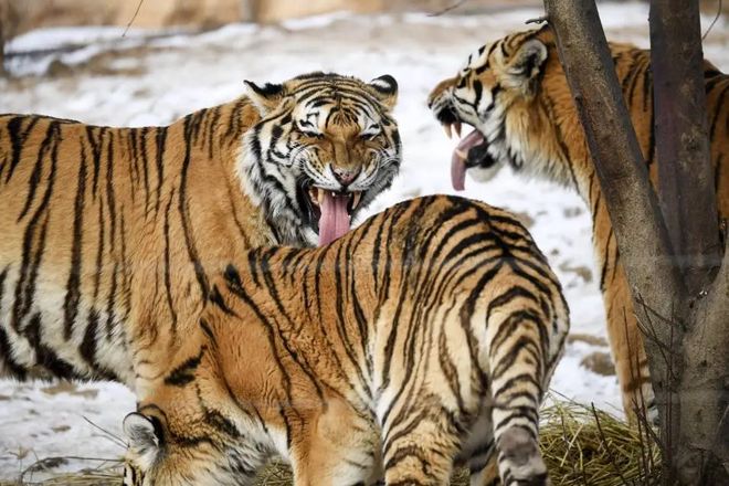 老虎频频进村原因：年轻虎无处安身俄罗斯虎群过剩向我国回迁(图7)