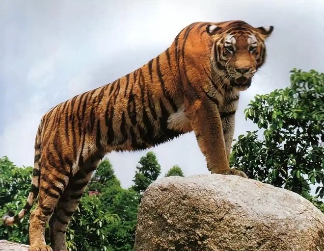 老虎频频进村原因：年轻虎无处安身俄罗斯虎群过剩向我国回迁(图8)