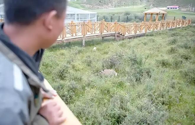 接力救助24天！青海民警开车960公里紧急送医国内仅2000来只(图3)