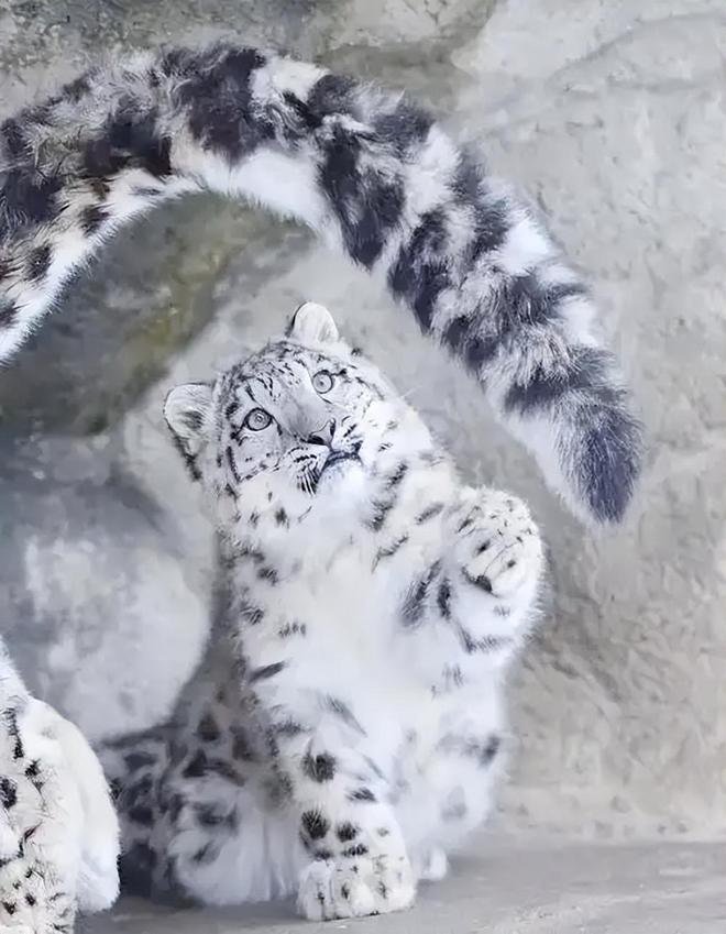 接力救助24天！青海民警开车960公里紧急送医国内仅2000来只(图14)