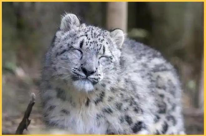 接力救助24天！青海民警开车960公里紧急送医国内仅2000来只(图12)