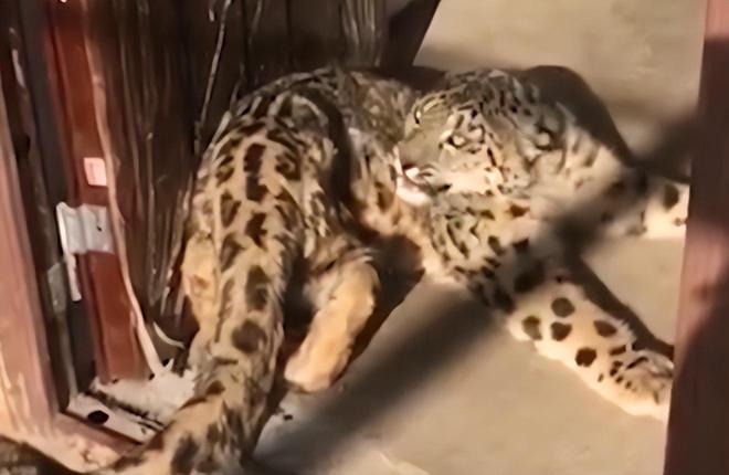 接力救助24天！青海民警开车960公里紧急送医国内仅2000来只(图6)