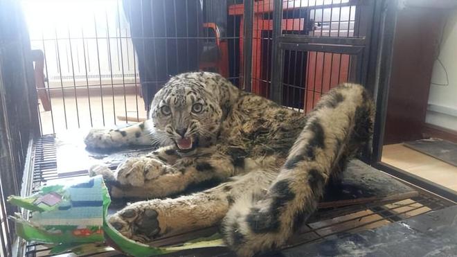 接力救助24天！青海民警开车960公里紧急送医国内仅2000来只(图9)