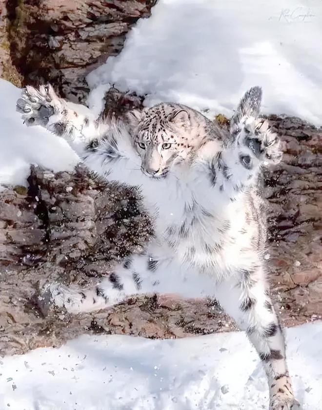 接力救助24天！青海民警开车960公里紧急送医国内仅2000来只(图8)