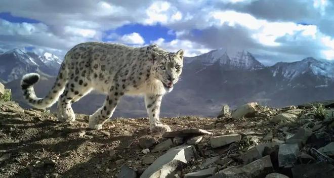 接力救助24天！青海民警开车960公里紧急送医国内仅2000来只(图13)