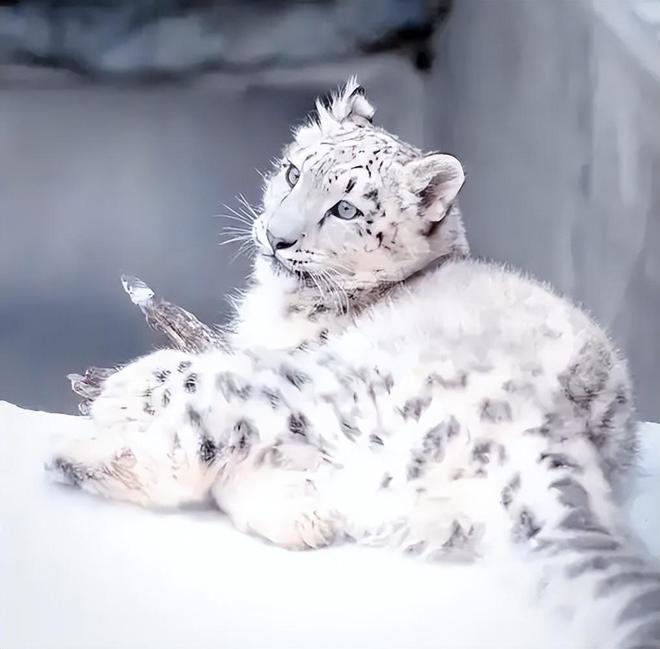 接力救助24天！青海民警开车960公里紧急送医国内仅2000来只(图11)