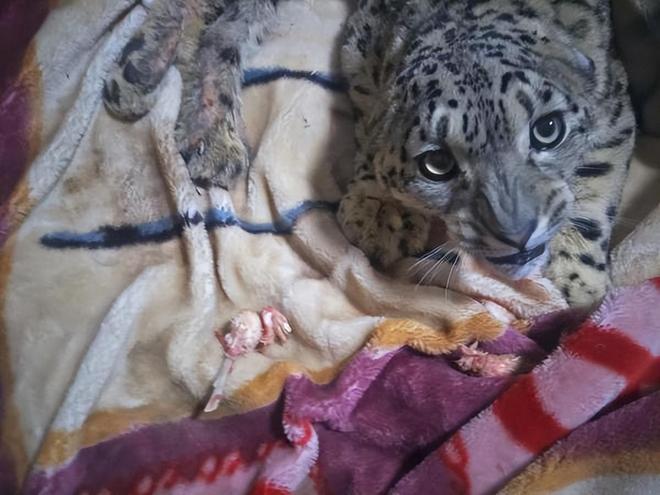 接力救助24天！青海民警开车960公里紧急送医国内仅2000来只(图10)