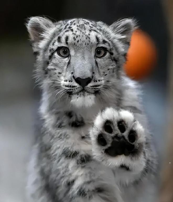 接力救助24天！青海民警开车960公里紧急送医国内仅2000来只(图16)