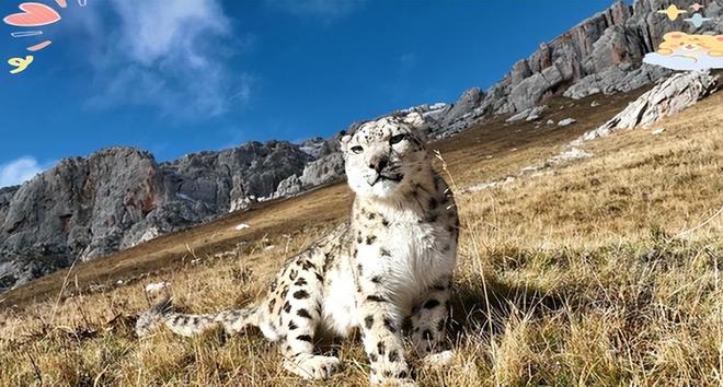 接力救助24天！青海民警开车960公里紧急送医国内仅2000来只(图15)