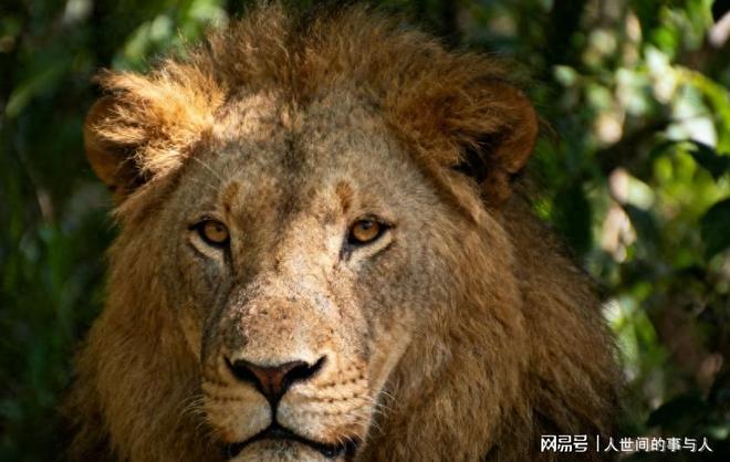 野生动物园惊魂！曼谷“特朗普”狮子咬死58岁驯兽师(图1)