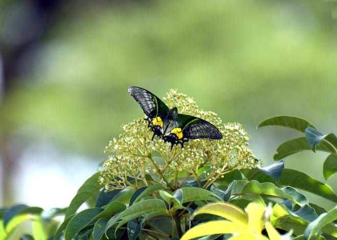 “国蝶”金斑喙凤蝶现身广东低海拔区域(图3)