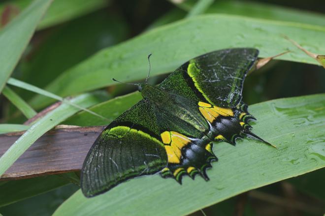 “国蝶”金斑喙凤蝶现身广东低海拔区域(图2)