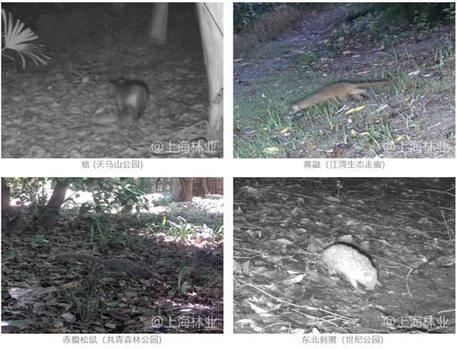 时隔32年黄鼠狼升级为重点保护动物上海新名录里竟有那么多“老朋友”(图4)