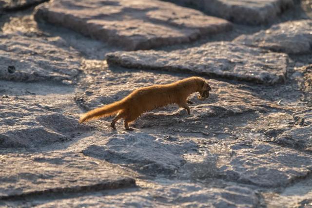时隔32年黄鼠狼升级为重点保护动物上海新名录里竟有那么多“老朋友”(图3)