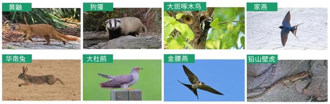 时隔32年黄鼠狼升级为重点保护动物上海新名录里竟有那么多“老朋友”(图1)