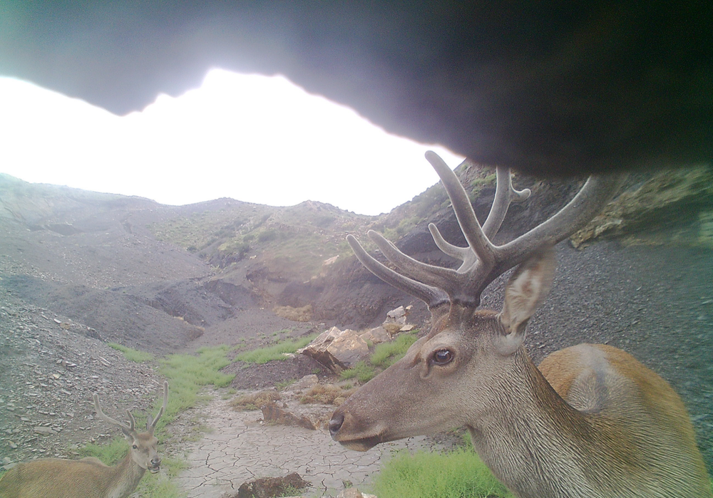 水草日益丰美国家二级重点保护野生动物马鹿到宁夏贺兰山北段“尝鲜”！(图1)