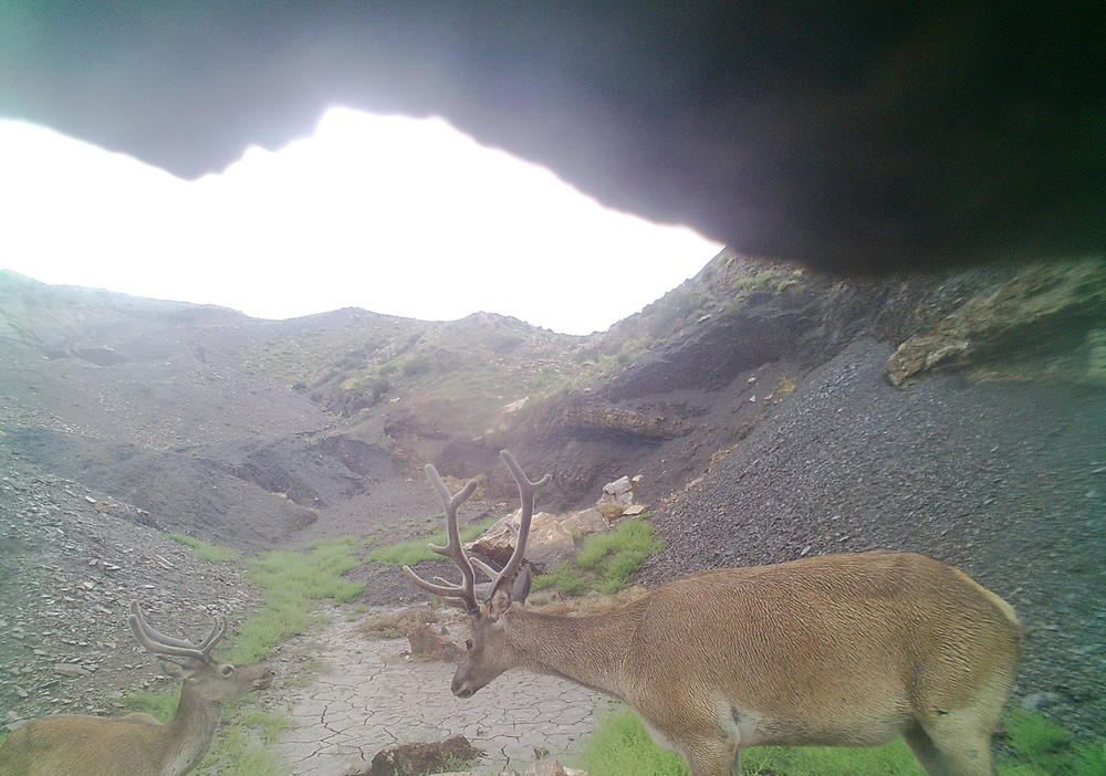 水草日益丰美国家二级重点保护野生动物马鹿到宁夏贺兰山北段“尝鲜”！(图2)