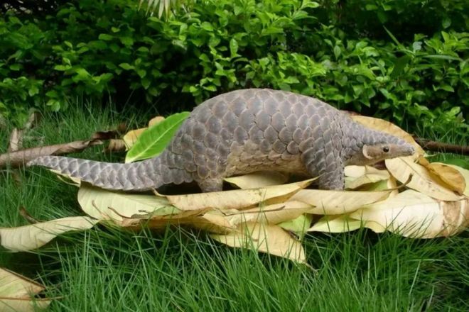 穿山甲鼎湖山自然生态的“晴雨表”丨世界生物圈保护区大会(图2)