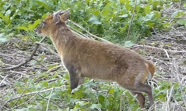 是龙吗？游客称虎跳峡现头上有角不明生物：官方回应(图2)