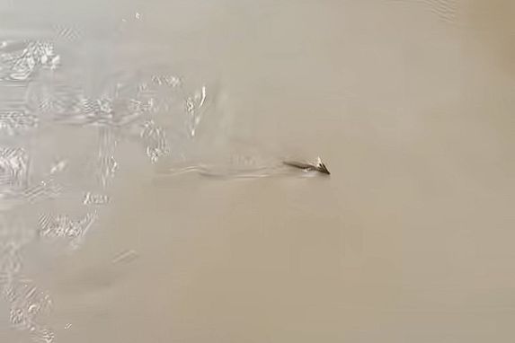 是龙吗？游客称虎跳峡现头上有角不明生物：官方回应(图1)