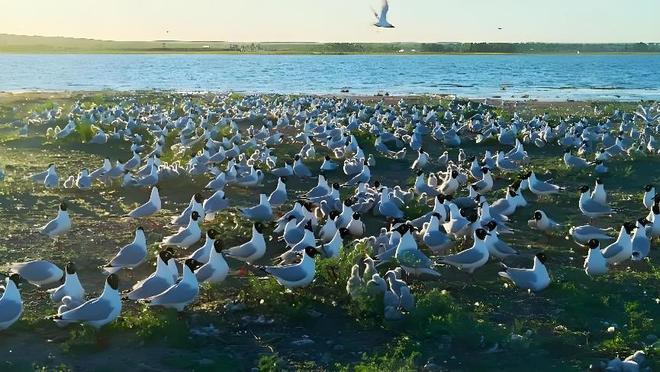 2016年预测十年内干涸我国最大的沙漠淡水湖如今咋样了？(图7)