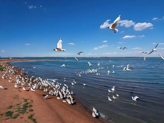 2016年预测十年内干涸我国最大的沙漠淡水湖如今咋样了？(图8)