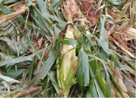 田心乡：迅速响应群众诉求 开展野生动物肇事定损理赔工作(图3)