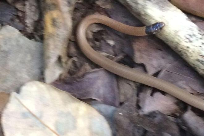 佛罗里达稀有爬行动物濒危宠物爱好者全力救援！(图4)